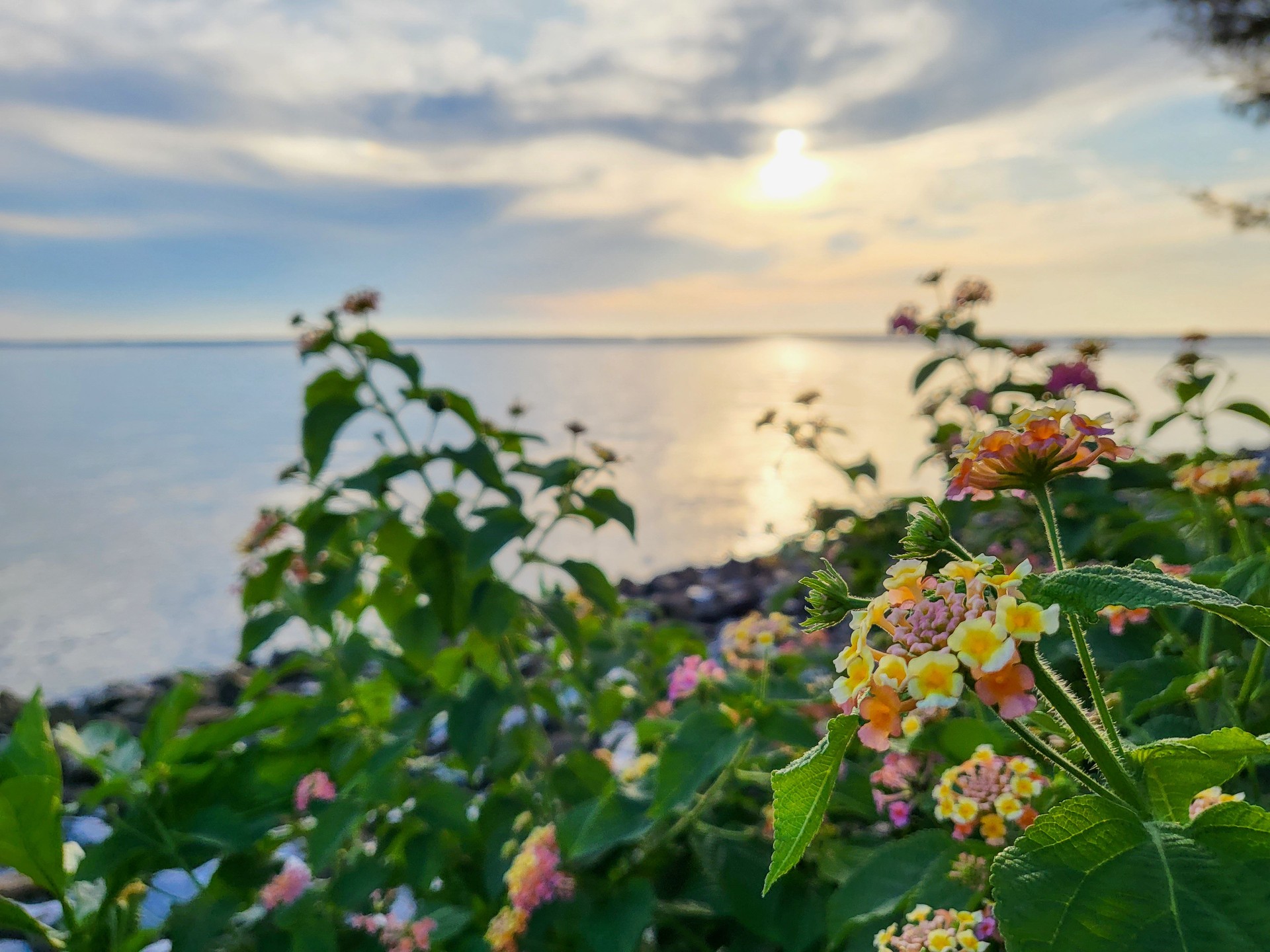 Lantana flower bush under sunset sky.